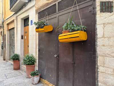 Mentre sono �figlie� delle sue chlorophytum le talee fiorite nelle vaschette gialle appese in via Fragigena